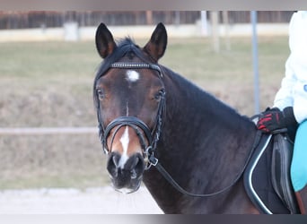 Poni alemán, Caballo castrado, 18 años, 148 cm, Castaño