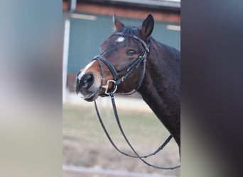 Poni alemán, Caballo castrado, 18 años, 148 cm, Castaño