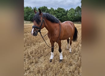 Poni alemán, Caballo castrado, 19 años, 148 cm, Castaño