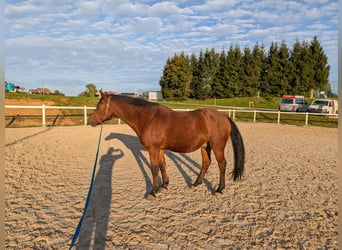 Poni alemán, Caballo castrado, 19 años, 150 cm, Castaño