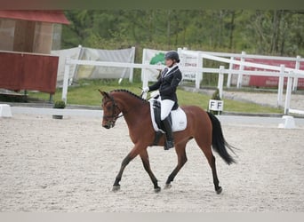 Poni alemán, Caballo castrado, 19 años, 150 cm, Castaño