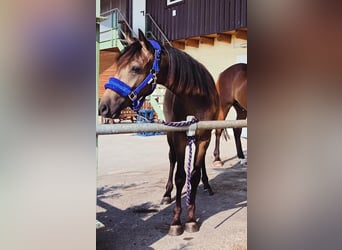 Poni alemán, Caballo castrado, 1 año, 133 cm, Buckskin/Bayo