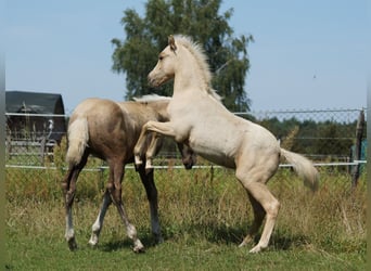 Poni alemán, Caballo castrado, 1 año, 140 cm, Palomino