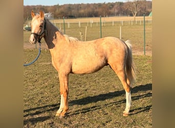 Poni alemán, Caballo castrado, 1 año, 145 cm, Palomino