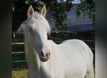 Poni alemán, Caballo castrado, 1 año, 147 cm, Cremello