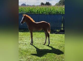 Poni alemán, Caballo castrado, 1 año, 148 cm, Alazán