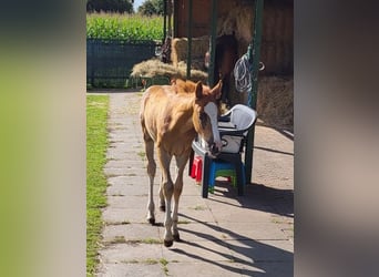 Poni alemán, Caballo castrado, 1 año, 148 cm, Alazán