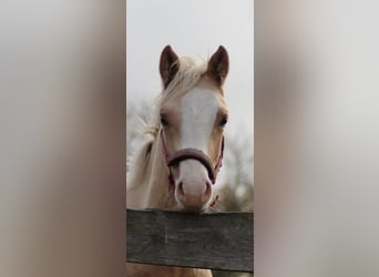 Poni alemán, Caballo castrado, 1 año, 150 cm, Palomino