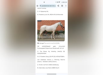 Poni alemán, Caballo castrado, 1 año, 152 cm, Buckskin/Bayo