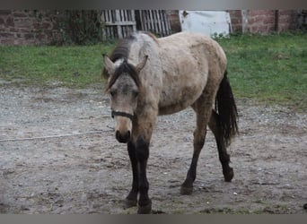 Poni alemán Mestizo, Caballo castrado, 1 año, 155 cm, Bayo