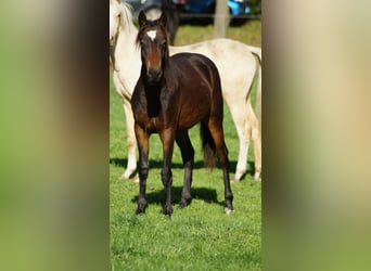 Poni alemán, Caballo castrado, 1 año, Castaño oscuro