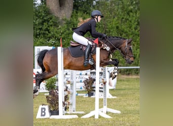 Poni alemán Mestizo, Caballo castrado, 20 años, 137 cm, Castaño oscuro