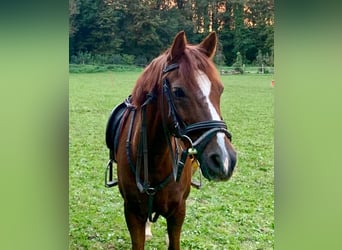 Poni alemán, Caballo castrado, 21 años, 140 cm, Alazán