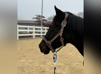 Poni alemán, Caballo castrado, 21 años, 146 cm, Musgo marrón