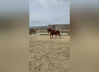 Poni alemán, Caballo castrado, 21 años, 148 cm, Alazán