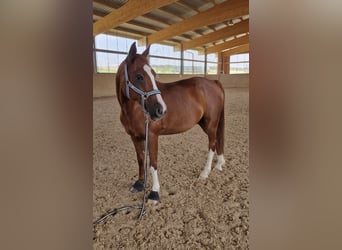 Poni alemán, Caballo castrado, 23 años, 146 cm, Alazán-tostado