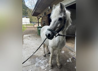 Poni alemán, Caballo castrado, 26 años, 135 cm, Tordo