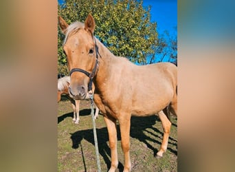 Poni alemán, Caballo castrado, 2 años, 140 cm, Palomino