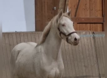 Poni alemán, Caballo castrado, 2 años, 140 cm, Perlino