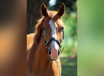 Poni alemán, Caballo castrado, 2 años, 142 cm, Alazán