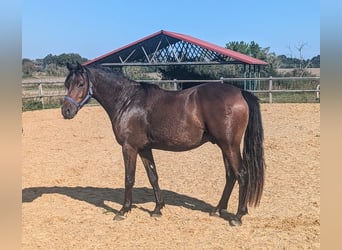 Poni alemán, Caballo castrado, 2 años, 142 cm, Castaño oscuro