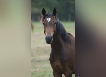 Poni alemán, Caballo castrado, 2 años, 142 cm, Castaño oscuro