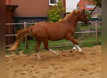 Poni alemán, Caballo castrado, 2 años, 143 cm, Alazán