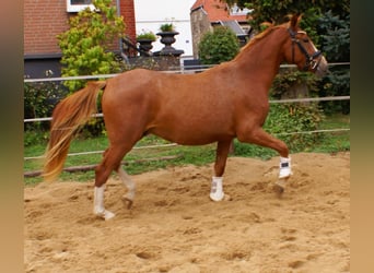 Poni alemán, Caballo castrado, 2 años, 143 cm, Alazán