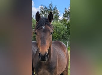 Poni alemán, Caballo castrado, 2 años, 143 cm, Castaño