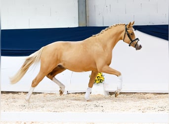 Poni alemán, Caballo castrado, 2 años, 144 cm, Alazán