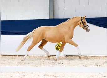 Poni alemán, Caballo castrado, 2 años, 144 cm, Alazán