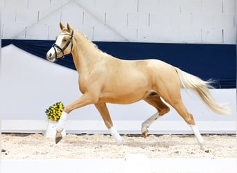 Poni alemán, Caballo castrado, 2 años, 144 cm, Alazán