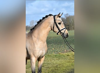 Poni alemán, Caballo castrado, 2 años, 145 cm, Buckskin/Bayo