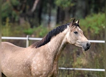 Poni alemán, Caballo castrado, 2 años, 145 cm, Buckskin/Bayo