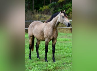 Poni alemán, Caballo castrado, 2 años, 145 cm, Buckskin/Bayo