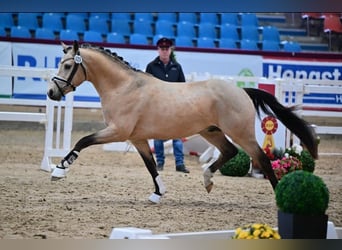 Poni alemán, Caballo castrado, 2 años, 145 cm, Buckskin/Bayo