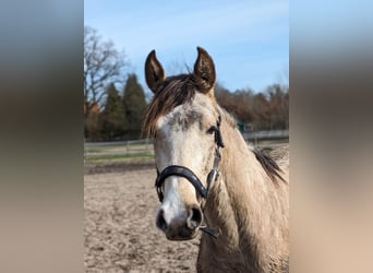 Poni alemán, Caballo castrado, 2 años, 145 cm, Buckskin/Bayo