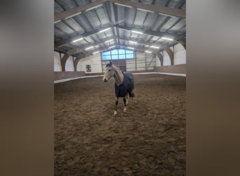 Poni alemán, Caballo castrado, 2 años, 145 cm, Buckskin/Bayo