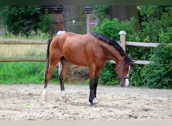 Poni alemán, Caballo castrado, 2 años, 145 cm, Castaño