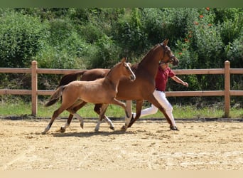 Poni alemán, Caballo castrado, 2 años, 146 cm, Bayo
