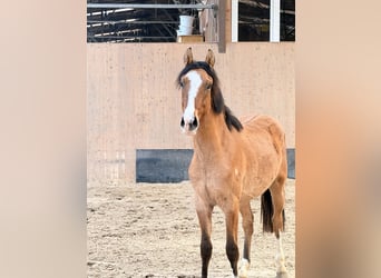 Poni alemán, Caballo castrado, 2 años, 146 cm, Bayo
