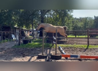Poni alemán, Caballo castrado, 2 años, 146 cm, Buckskin/Bayo