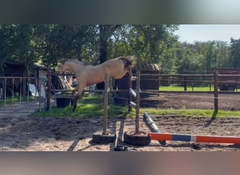 Poni alemán, Caballo castrado, 2 años, 146 cm, Buckskin/Bayo