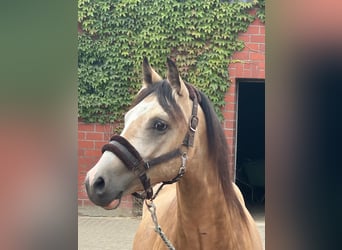 Poni alemán, Caballo castrado, 2 años, 146 cm, Buckskin/Bayo