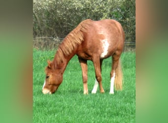 Poni alemán, Caballo castrado, 2 años, 148 cm, Alazán