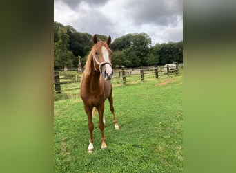 Poni alemán, Caballo castrado, 2 años, 148 cm, Alazán