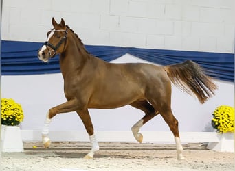 Poni alemán, Caballo castrado, 2 años, 149 cm, Alazán