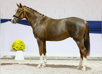 Poni alemán, Caballo castrado, 2 años, 149 cm, Alazán