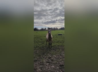 Poni alemán, Caballo castrado, 2 años, 149 cm, Buckskin/Bayo