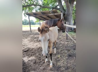 Poni alemán, Caballo castrado, 2 años, 149 cm, Buckskin/Bayo